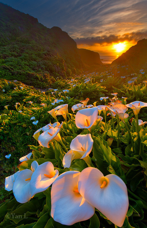 sublim-ature:  Calla Lilly by Yan L  adult photos