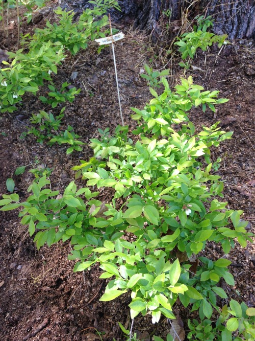 2.25.16 - A wild blueberry bush at Iz’s grandparents house in Pembroke, NH. This was from two summer