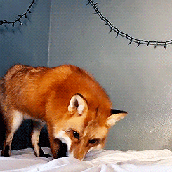 dailygiffing:  Video: Fox Thinks Bed Sheet is Snow 