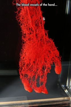 psychetronictonic:  Blood Vessels