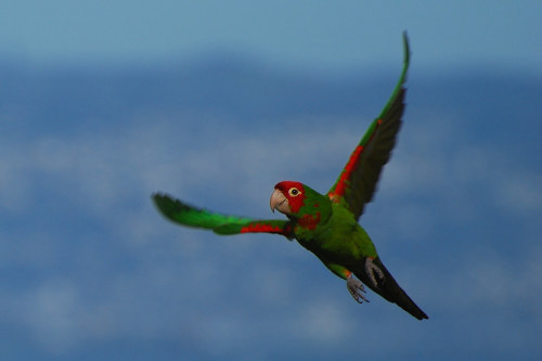 Red-crowned amazon (Amazona viridigenalis)