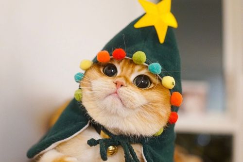 scottishstraight: Christmas tree for cat lovers! 