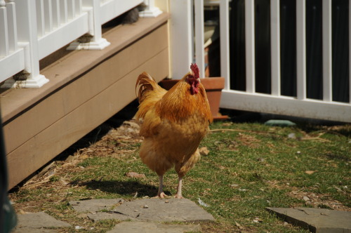 Buff Orpington rooster fluffing his feathers. 