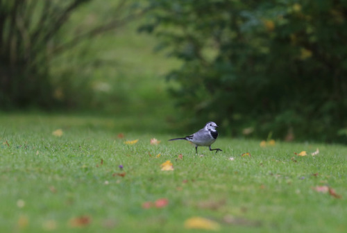 White wagtail/sädesärla.