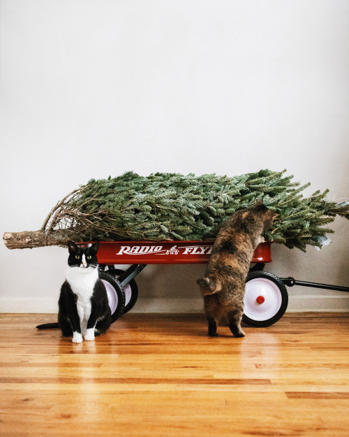 ⁣ Muckin’ around the Xmas tree…