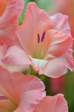 flowersgardenlove:  Gladiolas by Sue Ove