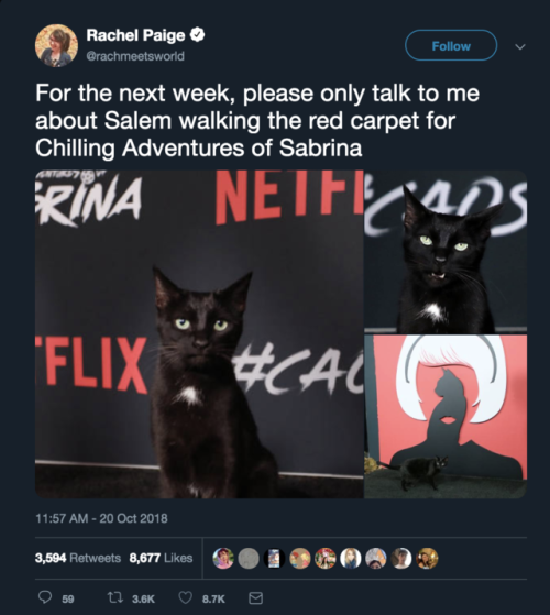 fyeahriverdale:The cat playing Salem in Chilling Adventures of Sabrina walks the red carpet.