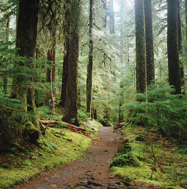 brutalgeneration:  forest light. by manyfires on Flickr. 