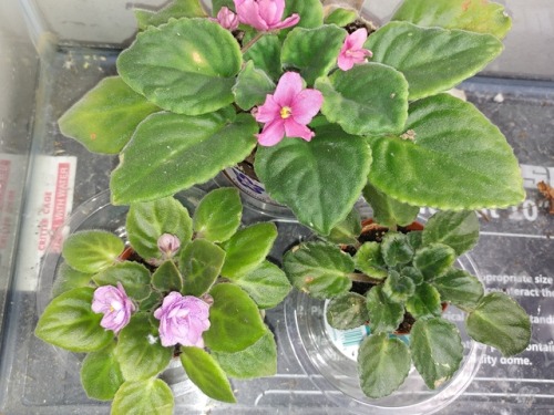 african violet