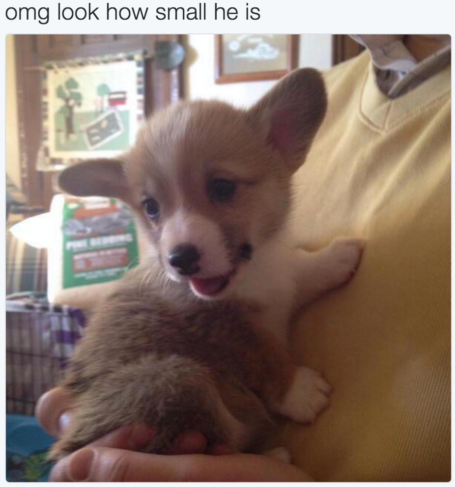 babyanimalgifs:  baby animals blog