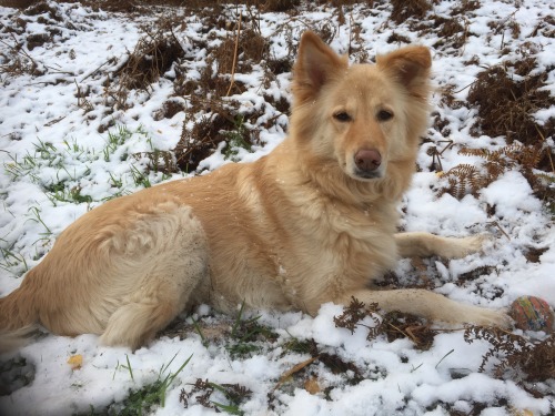 handsomedogs: This is my 8yr old German Shepard crossed with a border collie ‘Alfie