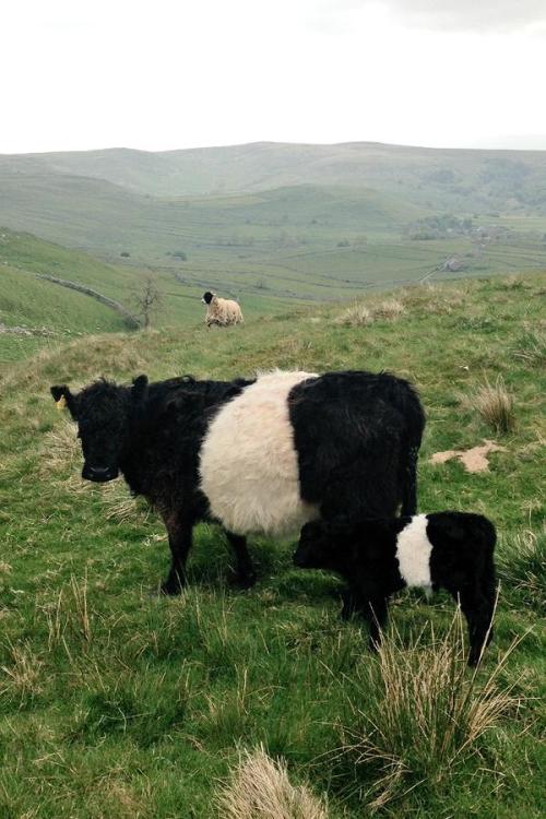 pagewoman:Belted Galloway, new born calf..and Swaledale sheep, Malham, Yorkshire Dales, Englandby Hi