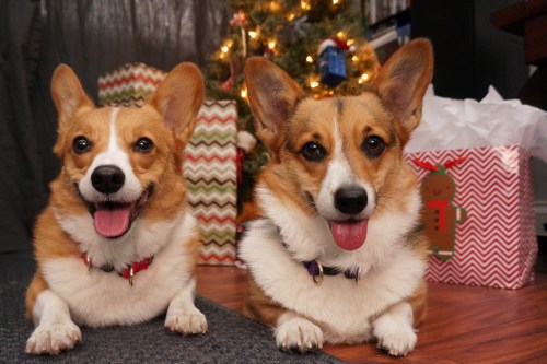 When I asked Einstein and River to get into the Christmas spirit, they just laughed in my face!! It’
