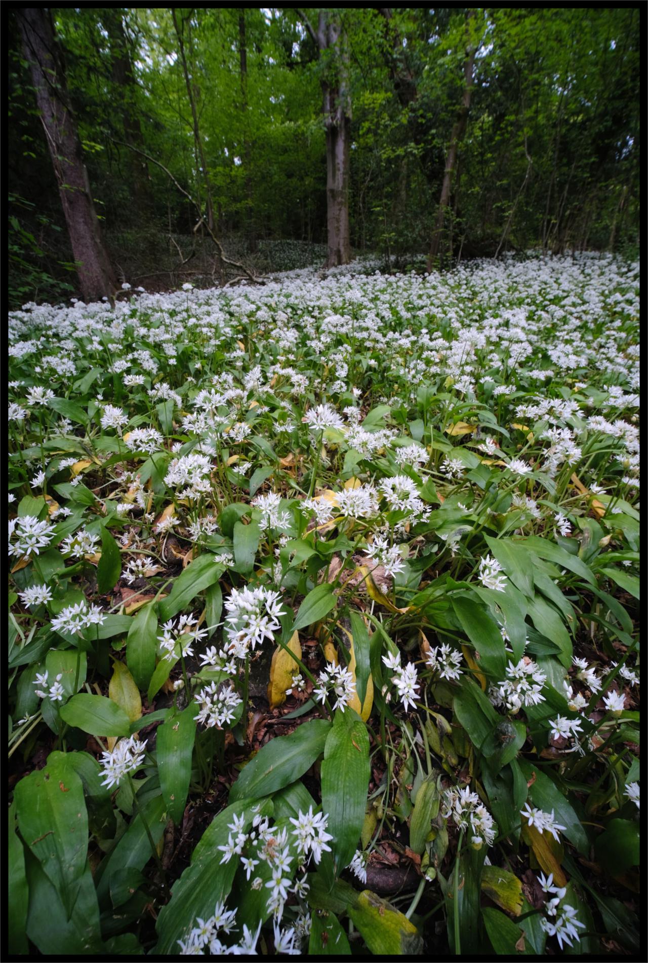 Wild Garlic is in full bloom now: Serpentine Woods, Kendal, Cumbria, England [OC] [2907x4315] #nature#photography#photooftheday travel#landscape#naturelovers#scenery#natureza#picoftheday