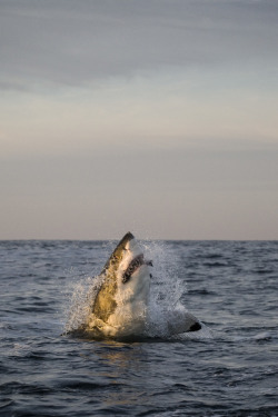 wolverxne:Great White Shark | by: { François Klein }