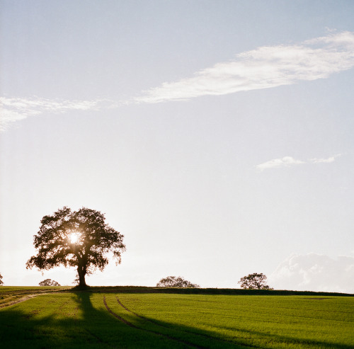 The Lone Tree Hasselblad 501cm  |  Portra 400