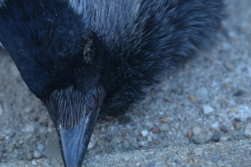 2muchpressure:Ants on jackdaw