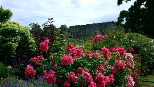 Roses and Easby Abbey, North Yorkshire, England.