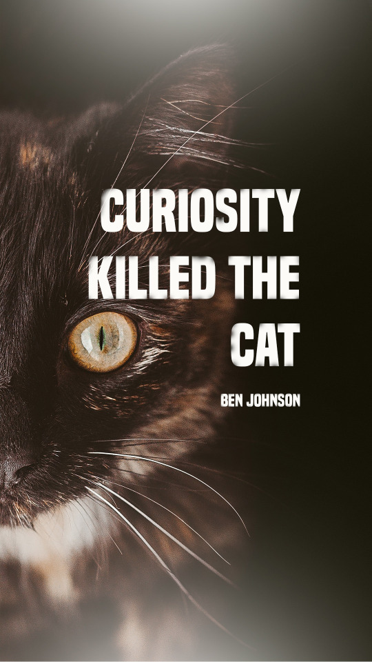 Curious Cat Quotes, Curious Cat Quotes Words, Cat Lover Quote, Meow Quote, Pet Love Quotes Cat