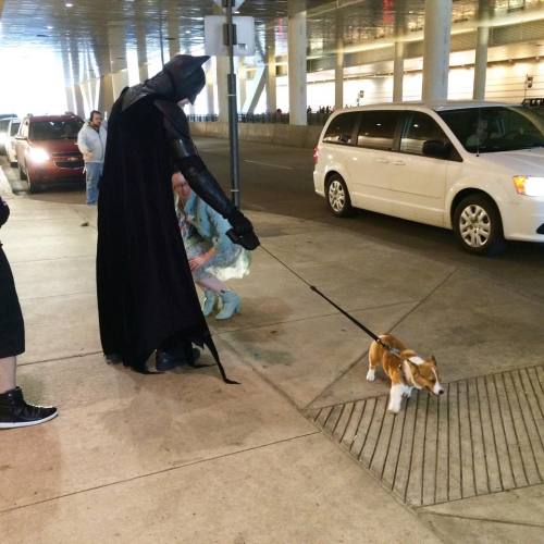 madnizilla:  awwww-cute:  Batman can’t control his corgi puppy [reddit]  …I want to write about Bats trying to walk a ton of dogs now.