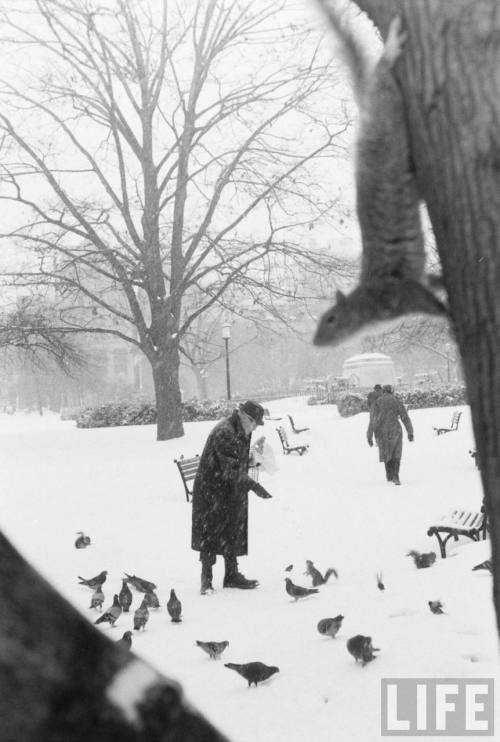 Squirrel photo bombs Life photographer(Paul Schutzer. n.d.)