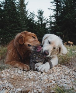 Animals are Friends