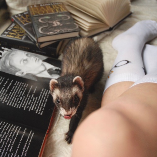 the-book-ferret:Did someone say Draco Malfoy?