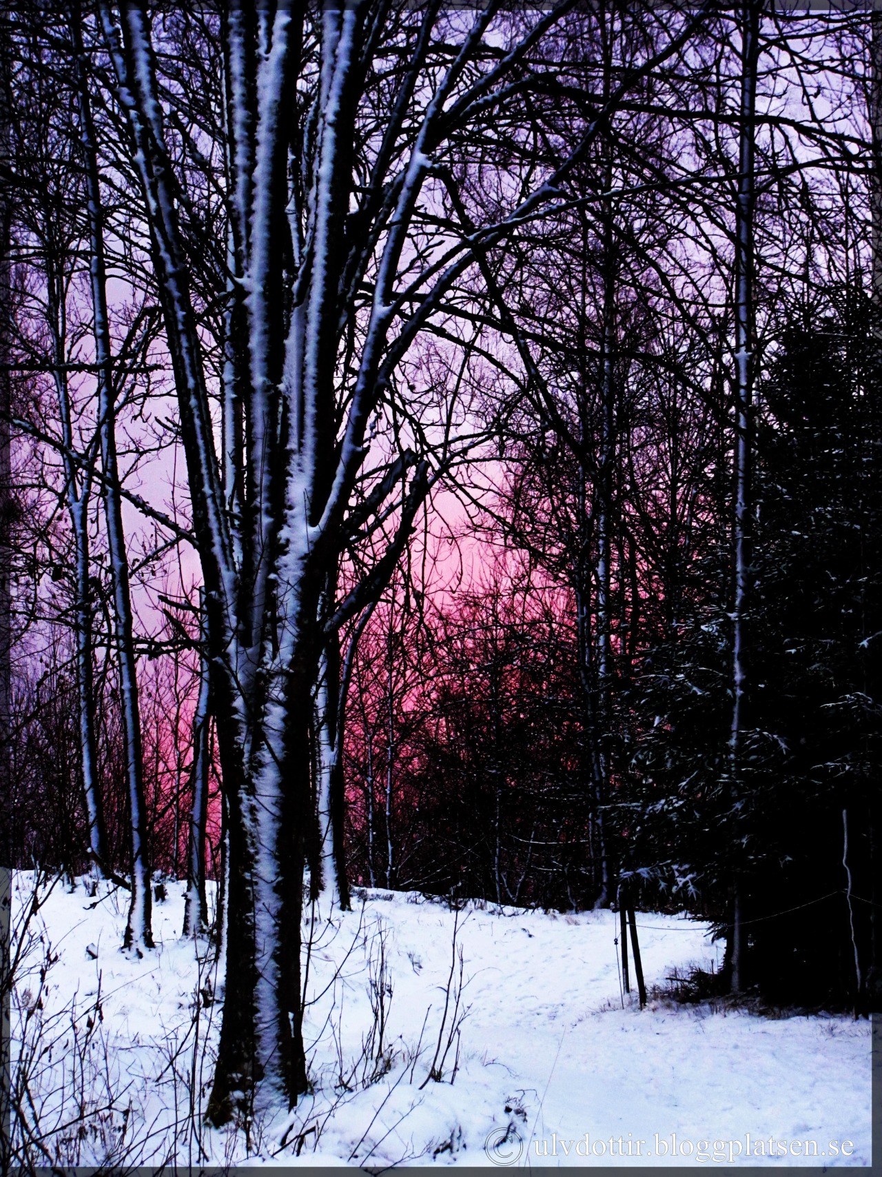 swedishvikingwoman:  I love being in nature taking photos, that is one of my true