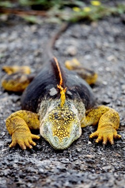 lovingexotics:   Galapagos Land Iguana   Conolophus Subcristatus   Source:  Here 