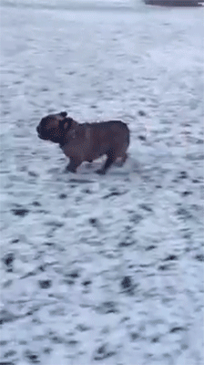 sizvideos:  Cute bulldog discovers snow for the first time - Watch the full video