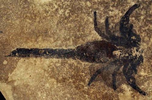 Ancient Scorpions may have Lived in Water but Walked on LandPaleontologists have hypothesized that s