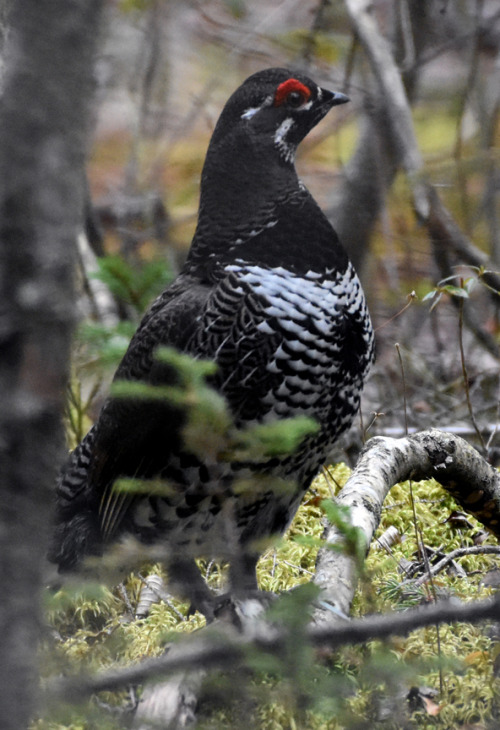 Spruce Grouse (Canachites canadensis)