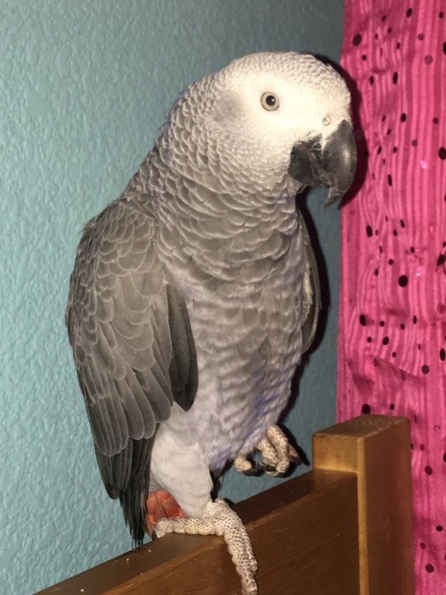 I wish I posted this earlier in the day, but happy first birthday Misfit! or hatch day, I’m not sure