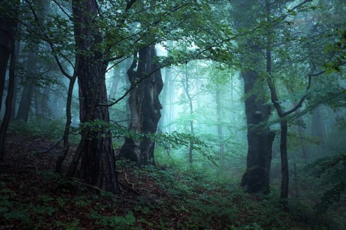 maureen2musings:  Enchanted foresty.albe