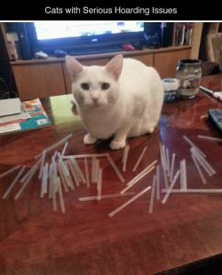 tastefullyoffensive:  Cats Who Have Serious