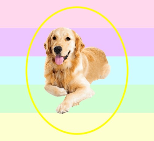 All Golden Retrievers are pureRequested by a very valid anon