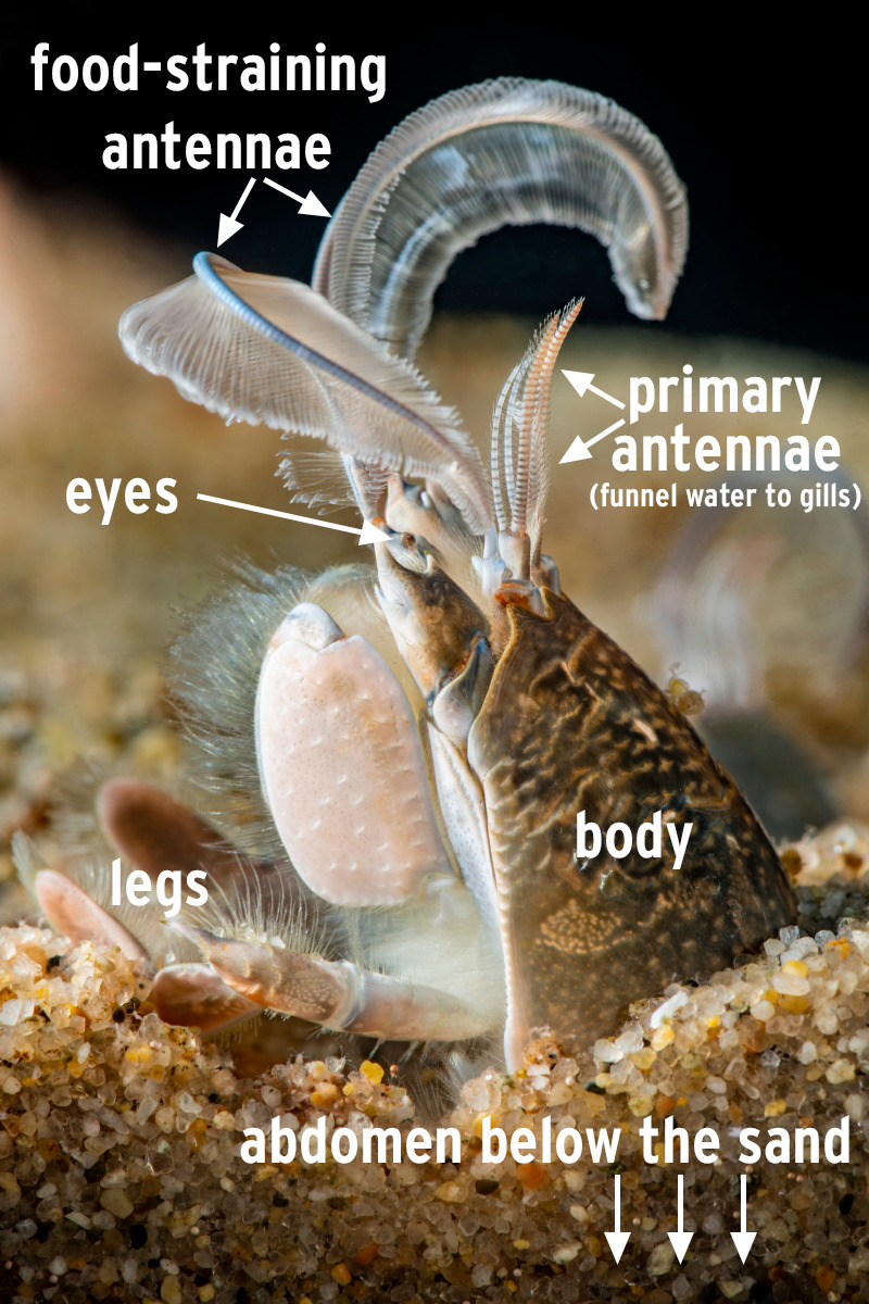 Monterey Bay Aquarium — A duo of flocculent feathers flicker to and fro  in