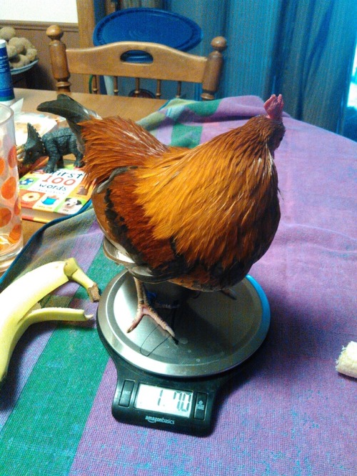 madnessmadness: chickenkeeping: wingleader: Good Boys get bananas. This wee one-and-a-half pound ban