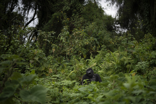 Photos: Saving endangered mountain gorillas in RwandaDeep in the rainforest of Volcanoes National Pa