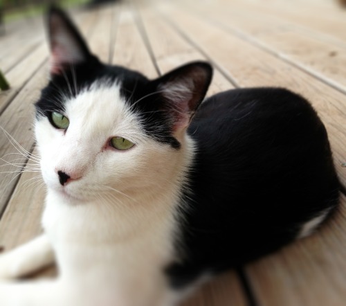 1womanofwonder:  Thought I would introduce you all to the man in my life…everyone meet Phil 