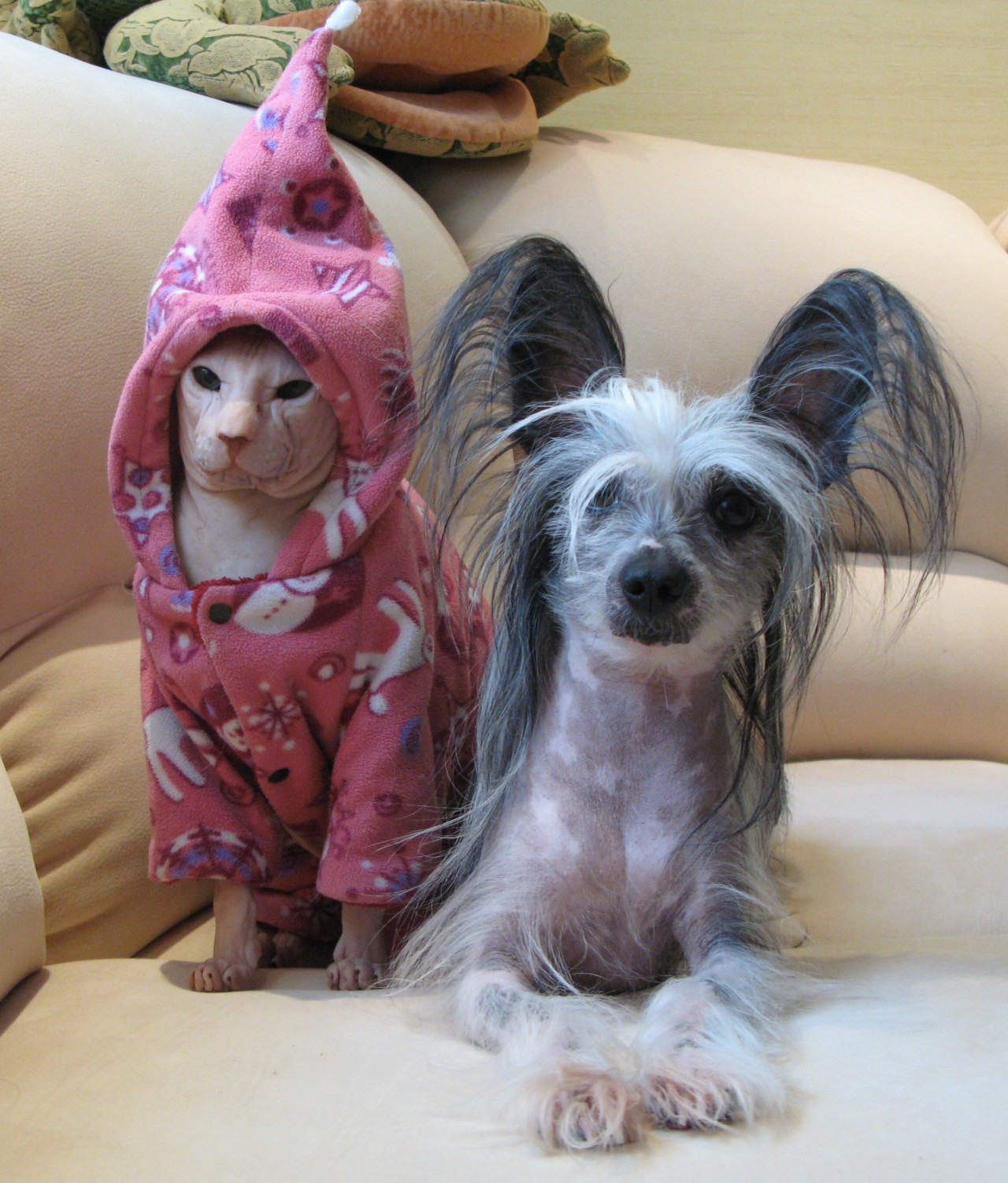traversefamilypicnic:  mostlycatsmostly:  (via duhov-m)  isnt this die antwoord 