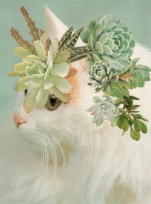 STEPHEN EICHHORN, CATS AND PLANTS: HORNS, 2011