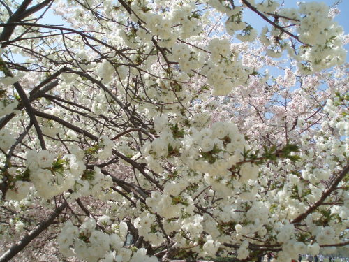 Two Views in Late March of Trees in the Washington, DC Area.Top: Cherry trees near Washington Monume