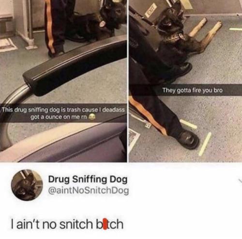omghotmemes:He ain’t no snitch. Good doggo