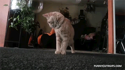 GIF TV