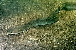 I Love Phylogenetics Because You Expect Something Like This (Tarpon)