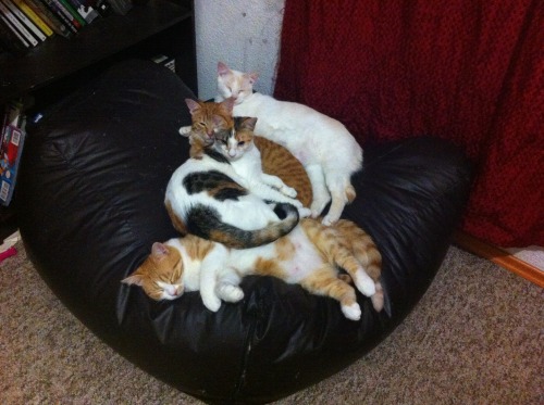 mycrazycatlife:Princess, Cookie, Tigger and Bear kitty pile.