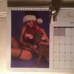 Awwww a follower sent me this! The mega rushed #calendar I did for this year for #BullBreeds.  #december was #Xmas #bluenose Nitro the #rescuedog 🙏🙏 he had #swimmerssyndrome 😓 but is now a big healthy pup!! And the vet had said to put him to