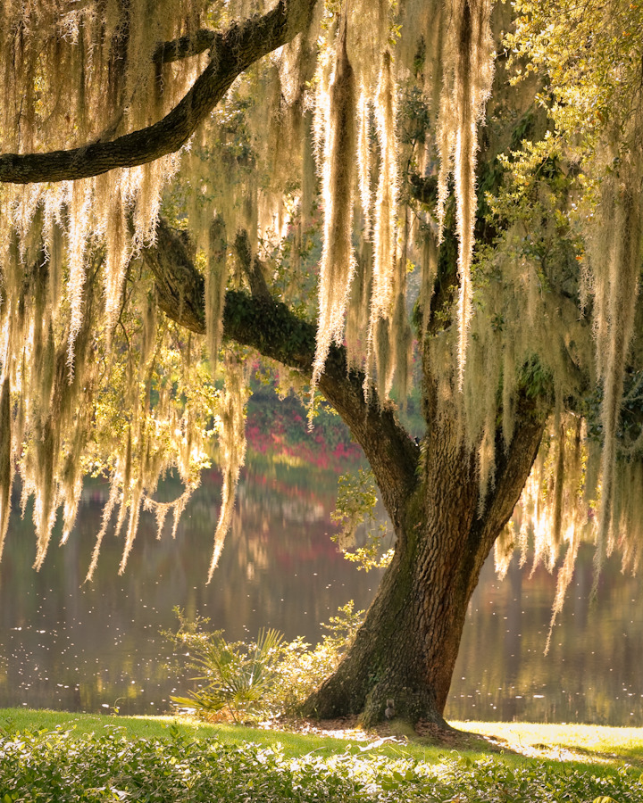 whatiseebeautiful:  gyclli:  Outdoor Draperies / Live Oak with Spanish Moss, Middleton