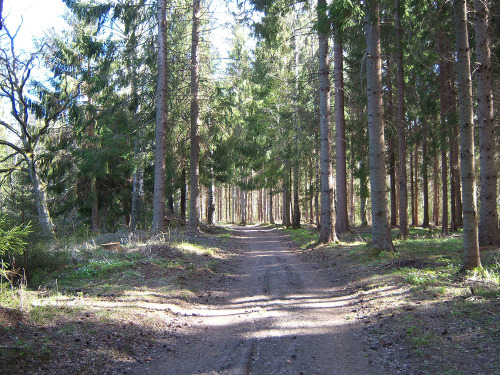 I spent a couple of hours in the woods today. So nice that spring is finally here again! The Mayday 